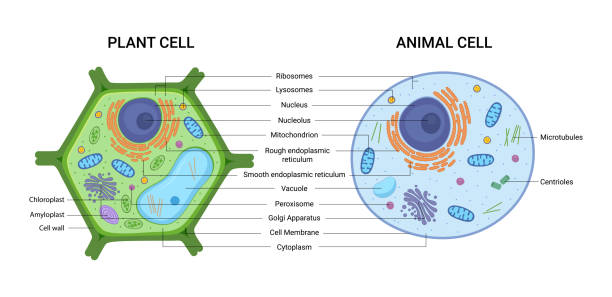 Многообразие клеток: сравнение растительной и животной клеток