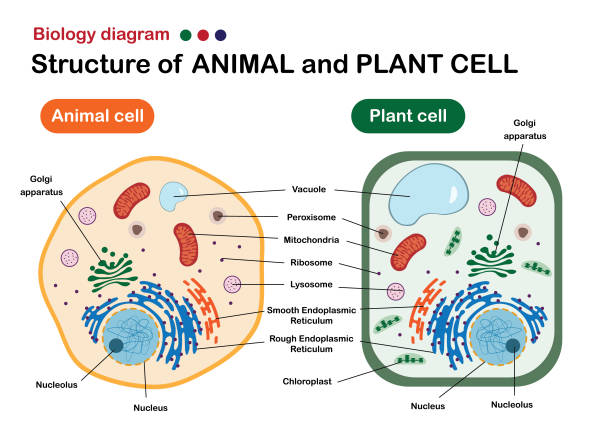 Многообразие клеток: сравнение растительной и животной клеток